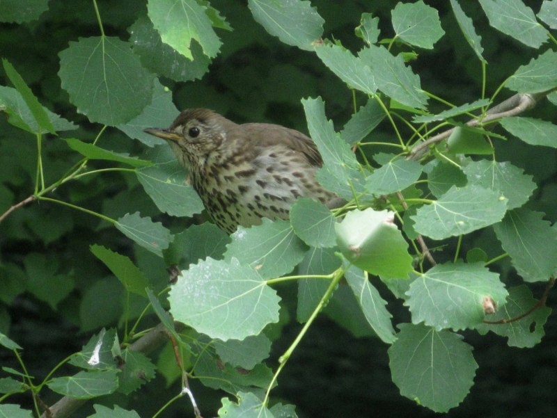 Дрозд-деряба (turdus viscivorus)