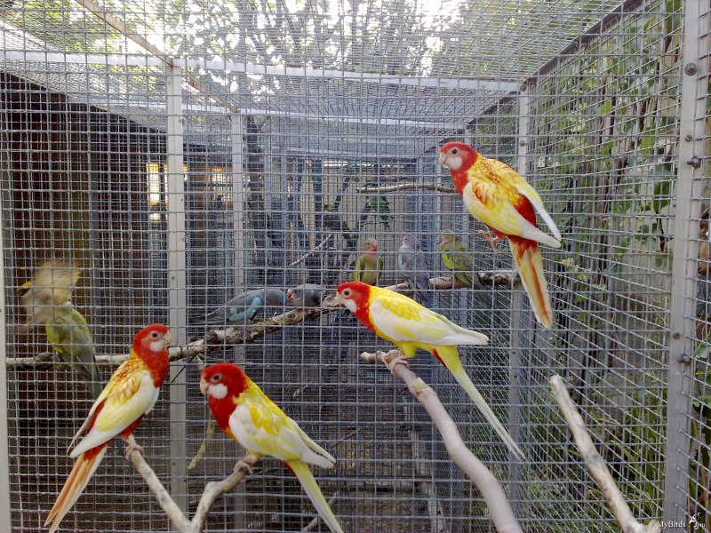 Crimson Rosella Diet