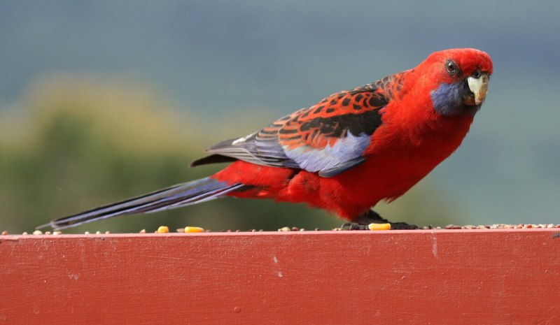 Platycercus elegans