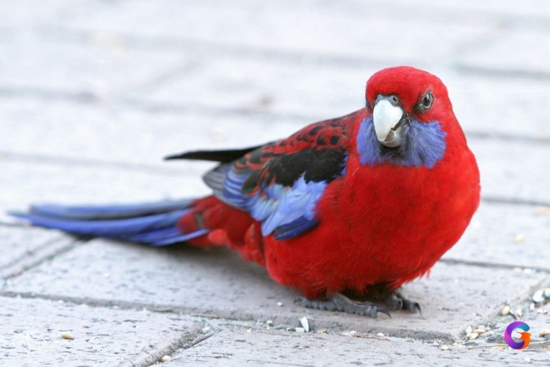 Попугай Розелла (Platycercus Eximius)