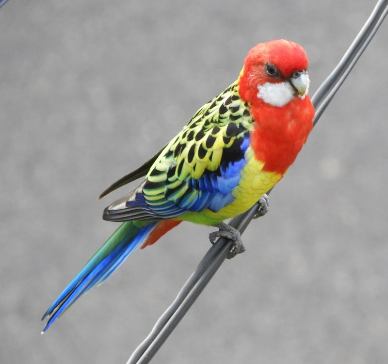Limon s Rosella Sun Birds