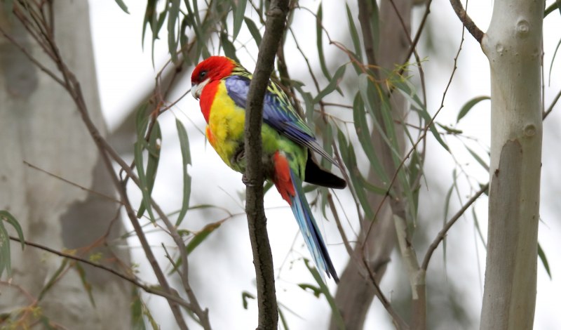 Platycercus venustus