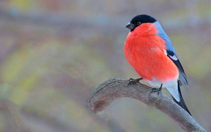 Bristol Bullfinch
