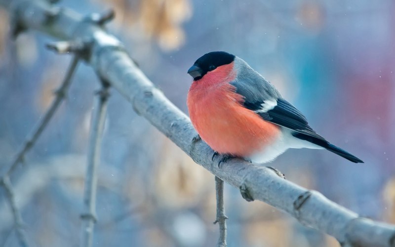 Pyrrhula coccinea