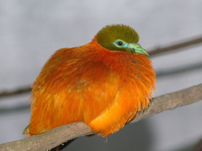 Ptilinopus solomonensis