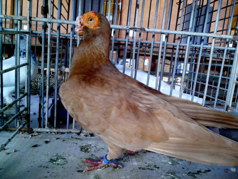 Ptilinopus tannensis
