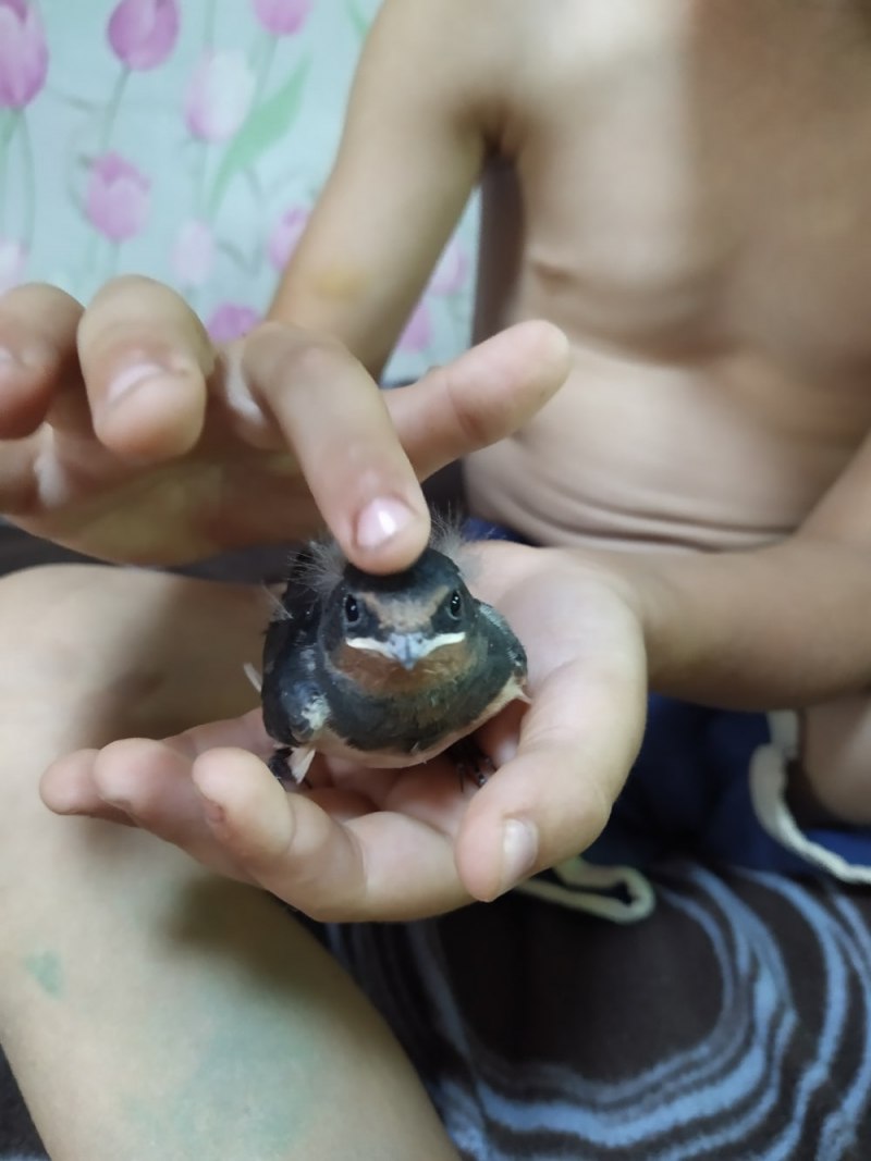 Птенцы ласточки выпали из гнезда