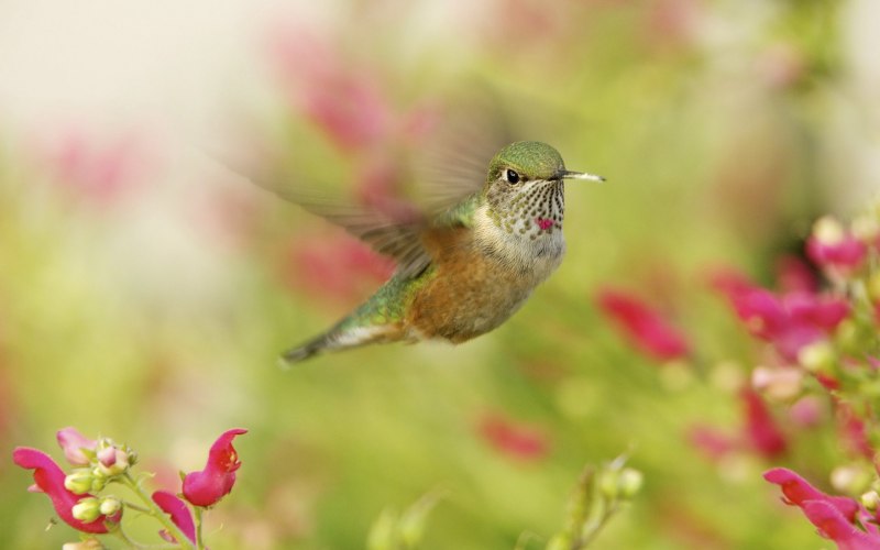 Kolibri Qushi