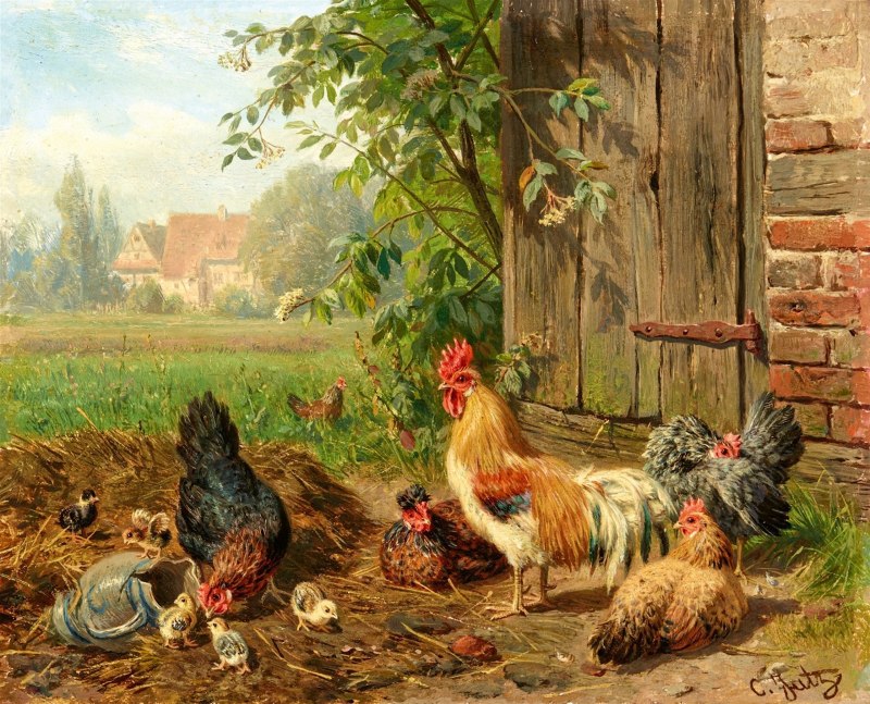 Сосо кабир куры