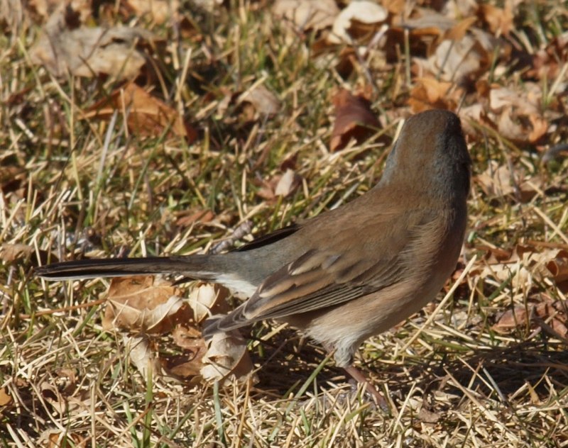 Turdus viscivorus