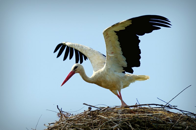 Ciconia Ciconia