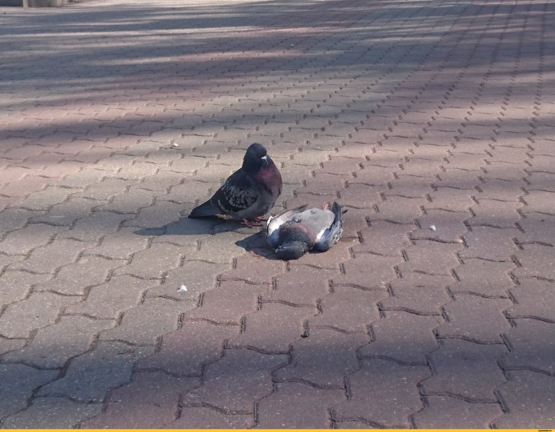 Голубь в шоке