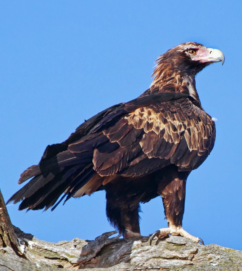 Aquila Audax Eagle
