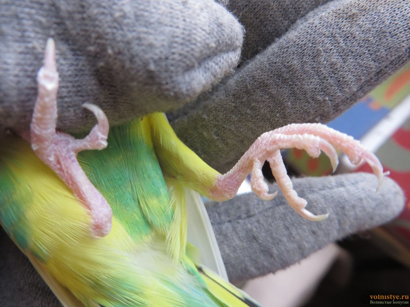 Лапы волнистого попугая (62 фото)