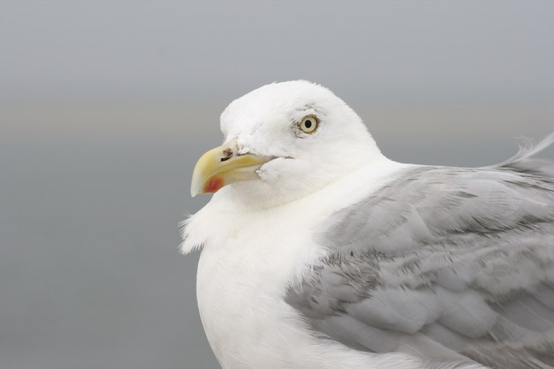 Vogel Doppelvogel