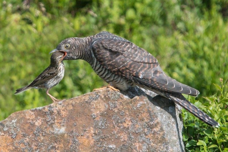9. Кукушка обыкновенная (Cuculus canorus)
