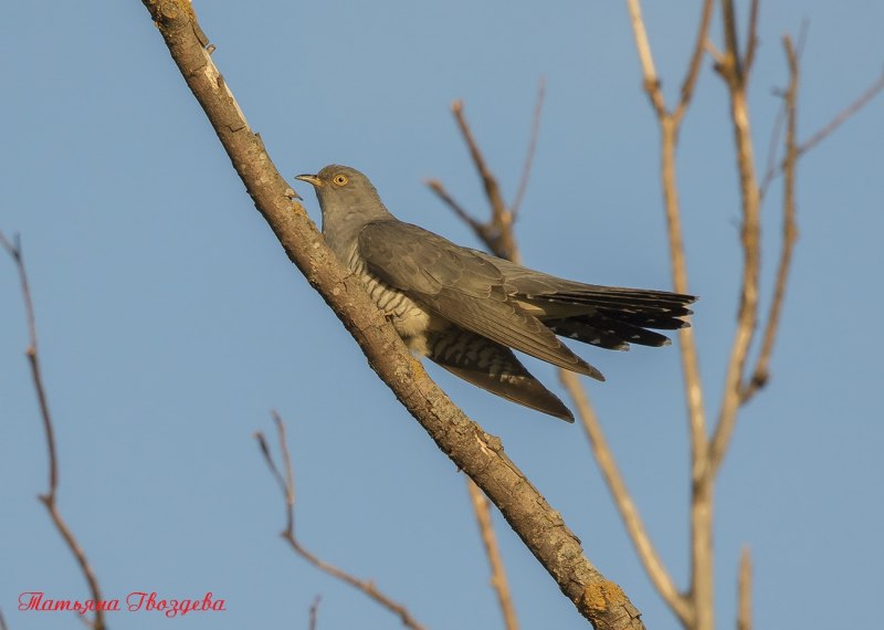 9. Кукушка обыкновенная (Cuculus canorus)