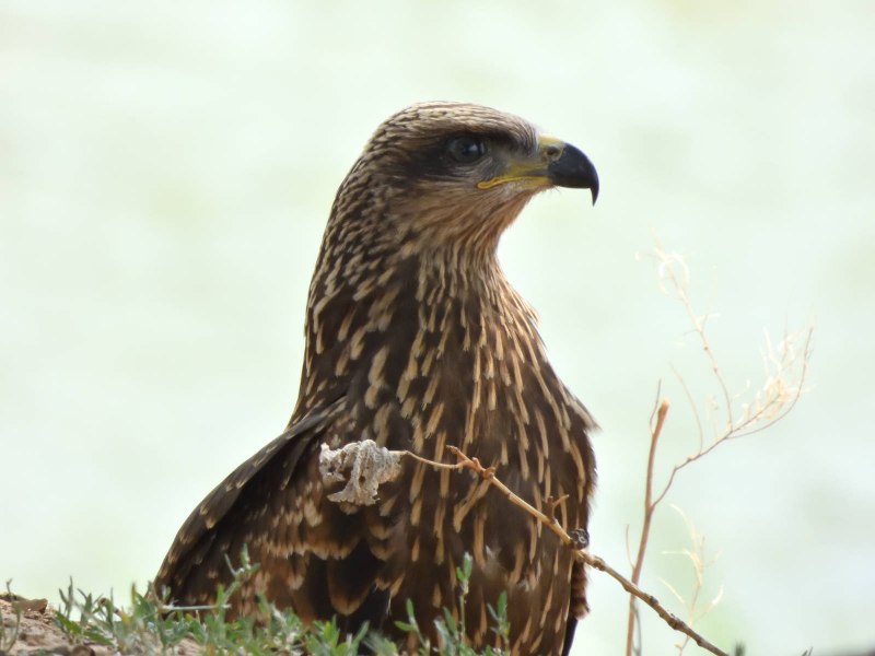 Black Kite Milvus Migrans
