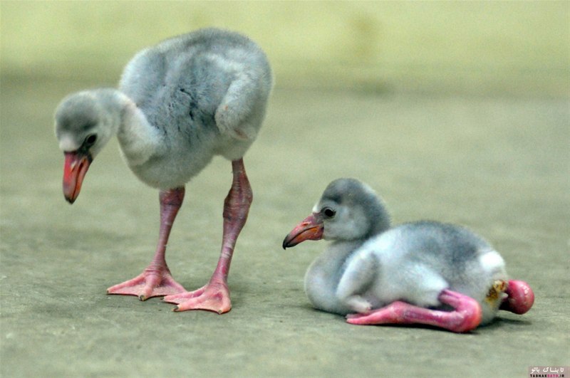 Phoeniconaias Minor
