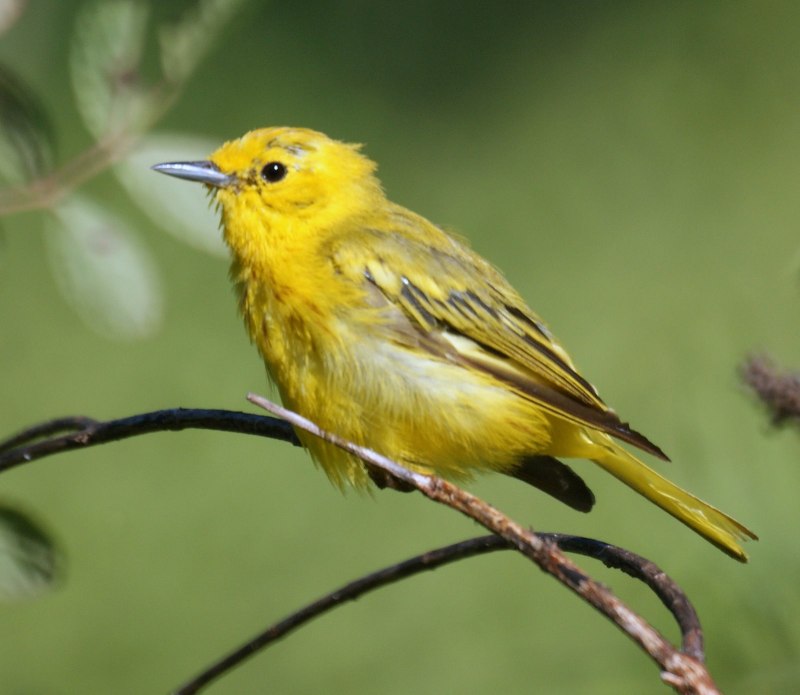Green Warbler птица