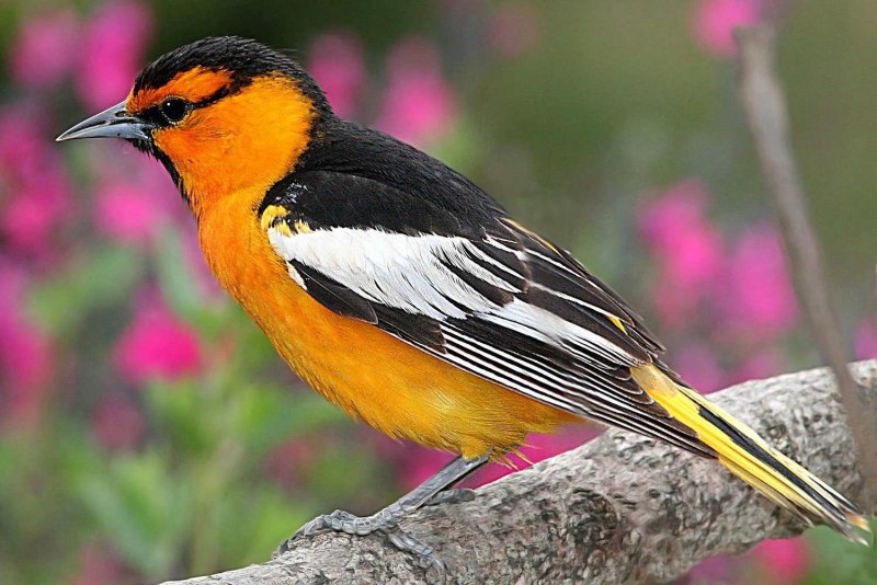 The Goldfinch