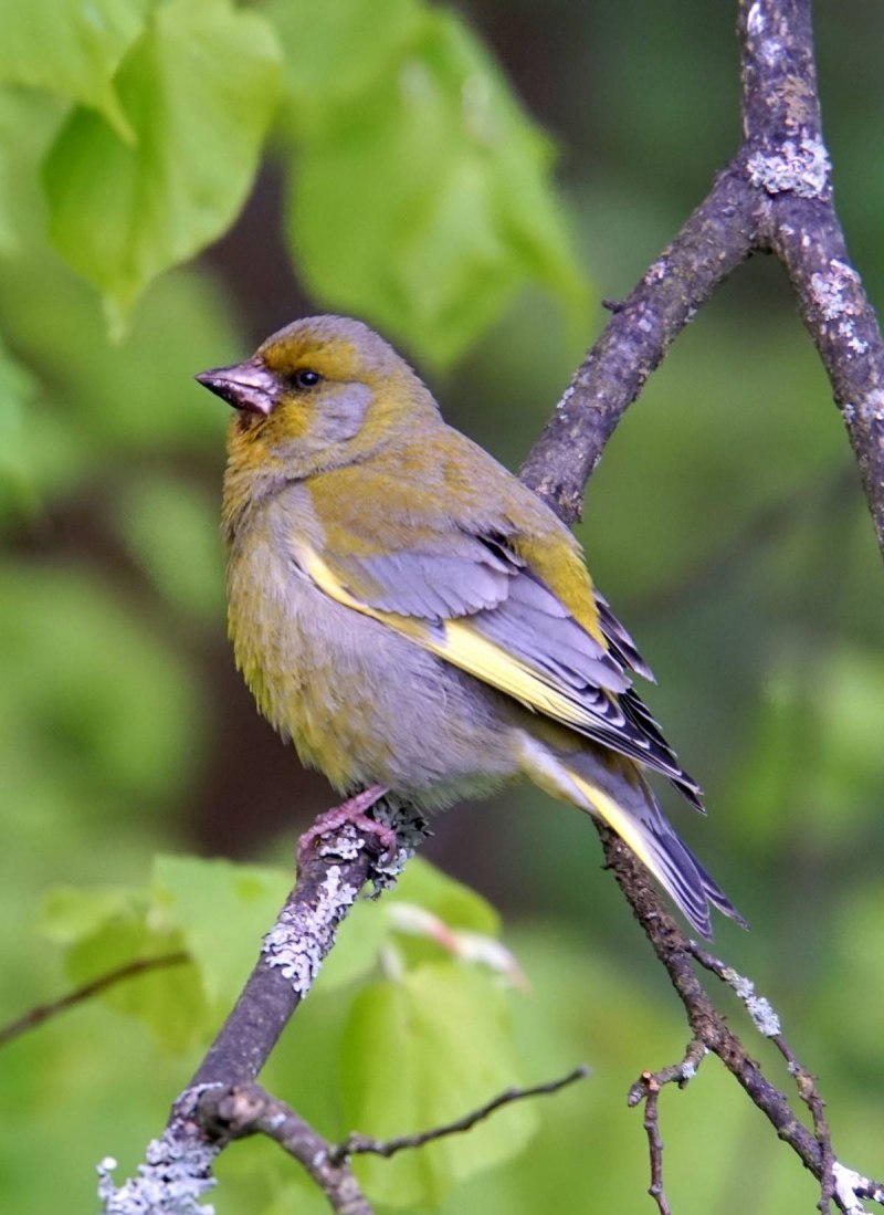 Yellow Warbler птица