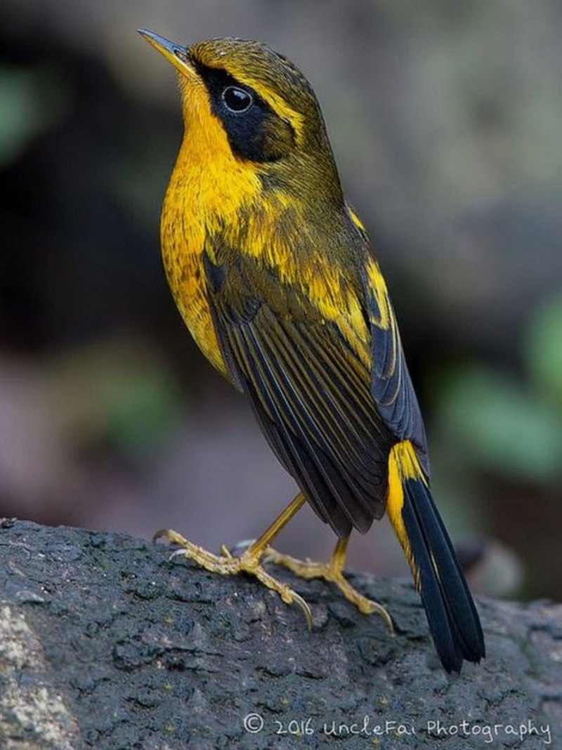 Yellow Warbler птица