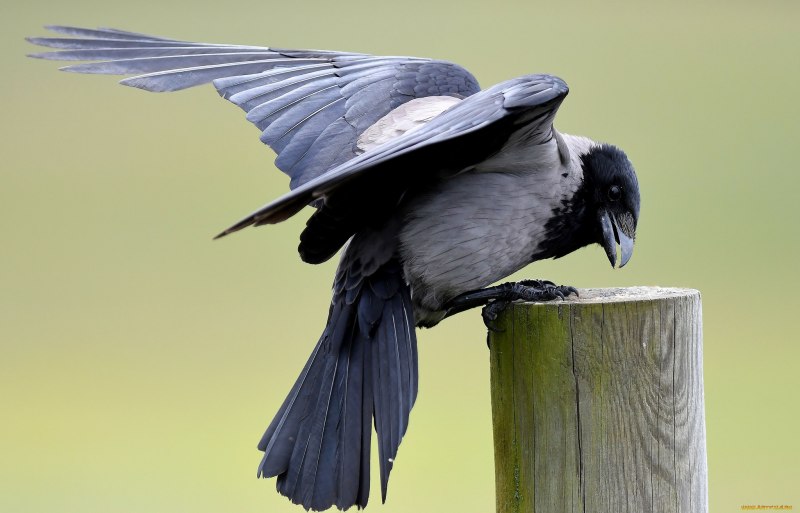 Chough перевод