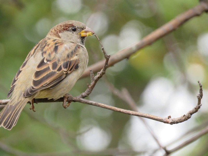 Чиж (лат. Carduelis Spinus