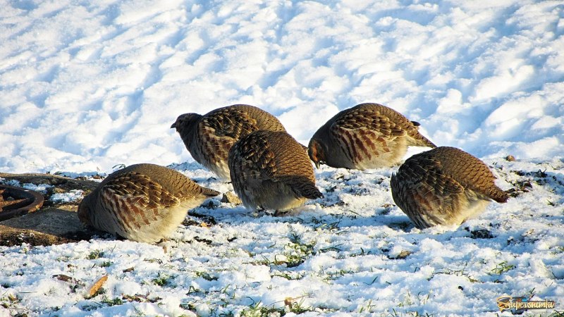 Серая куропатка нападают хищники