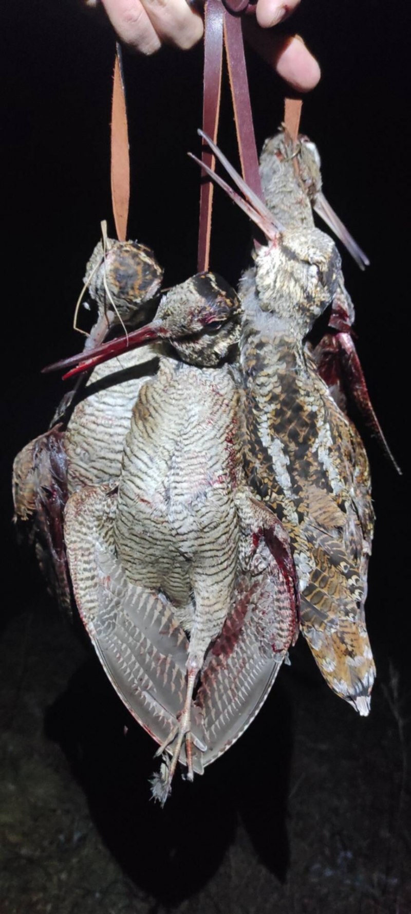 Брошь Woodcock вальдшнеп