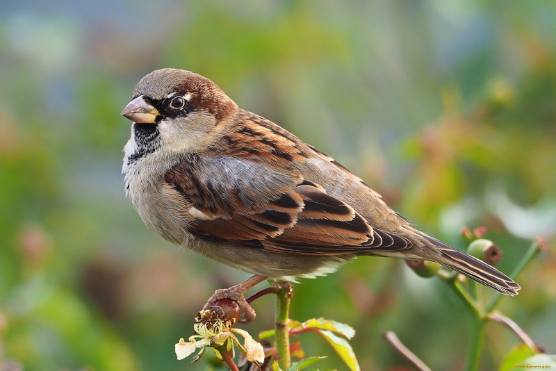 Воробей домовый (passer domesticus) самец