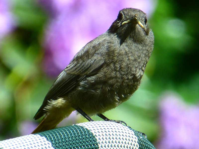 Merula Alba птица