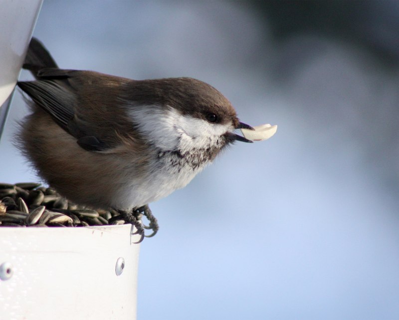 Pied Butcherbird