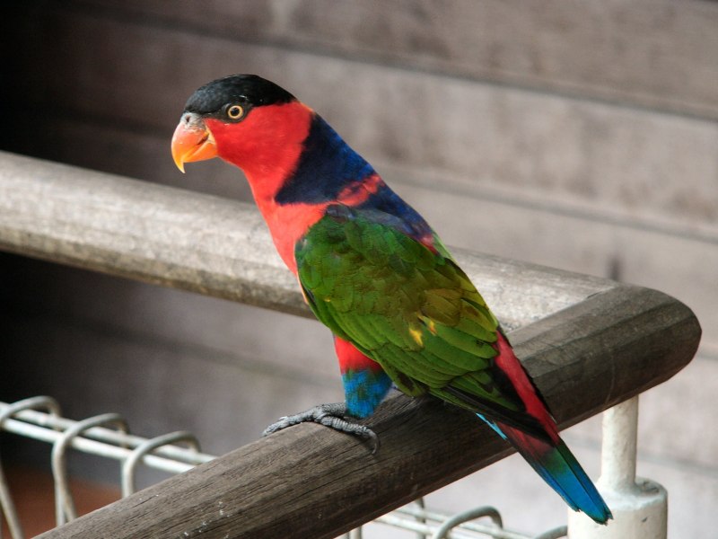 Trichoglossus haematodus