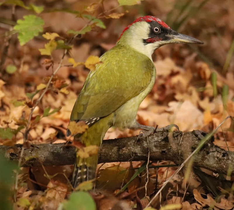 Зеленый дятел -Picus viridis Linnaeus (1758)