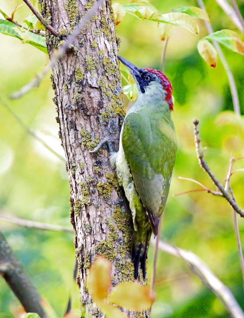 Зелёный дя́тел (Picus viridis)