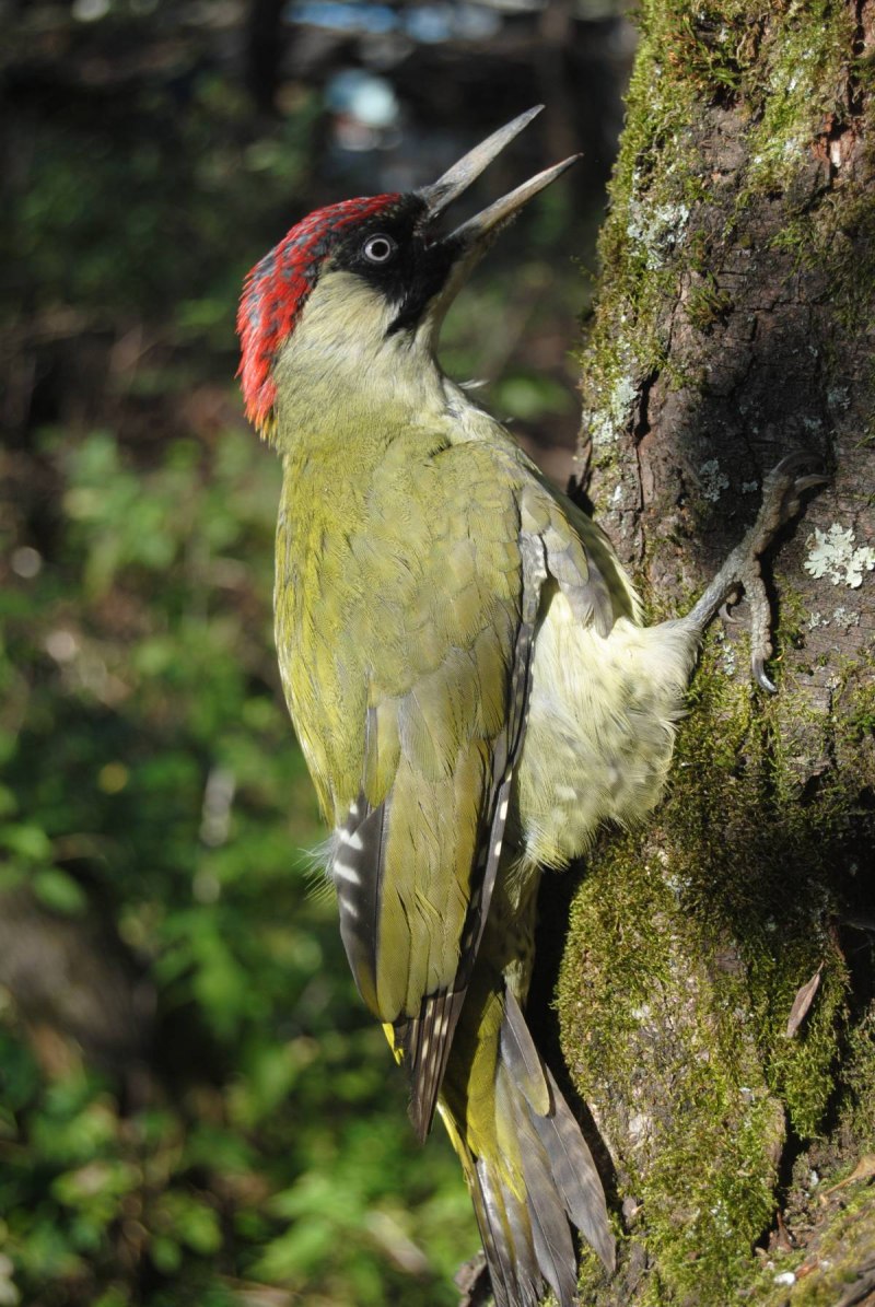 Picus viridis (зеленый дятел)