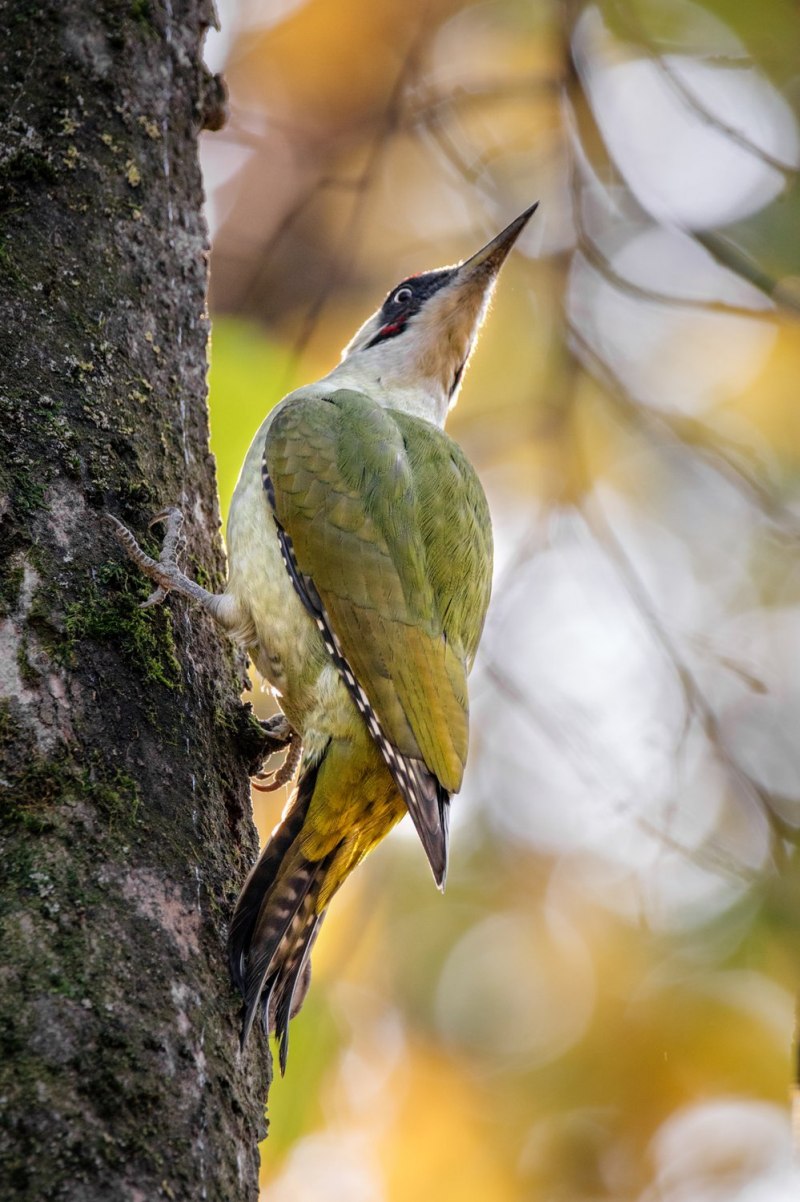 Picus viridis (зеленый дятел)