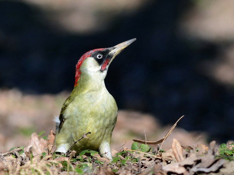 Седой дятел (Picus canus)