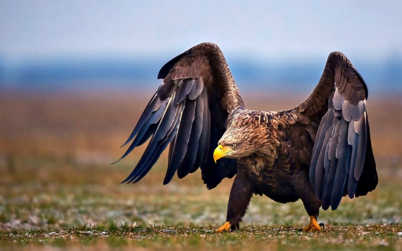 Орел-могильник (Aquila heliaca