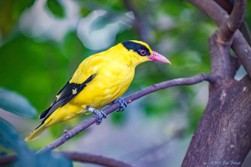 Black-naped Oriole