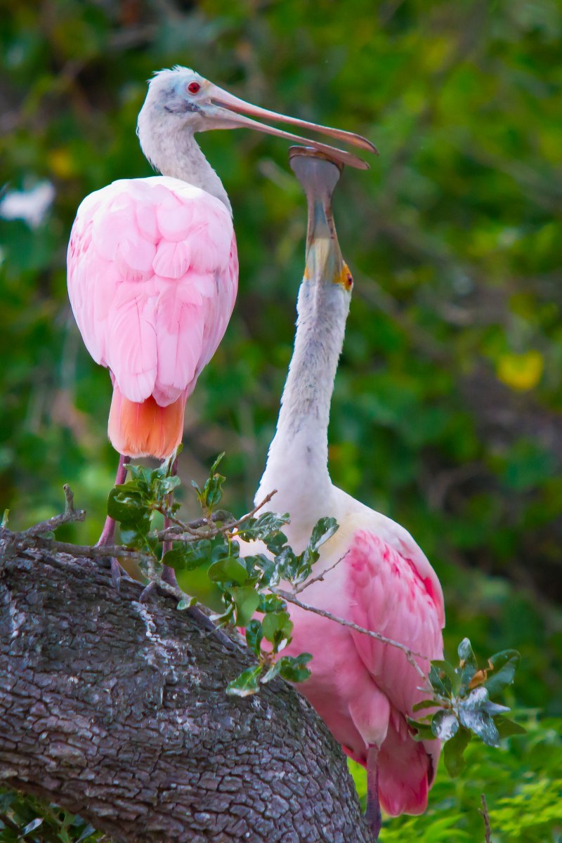 Roseate Spoonbill птица
