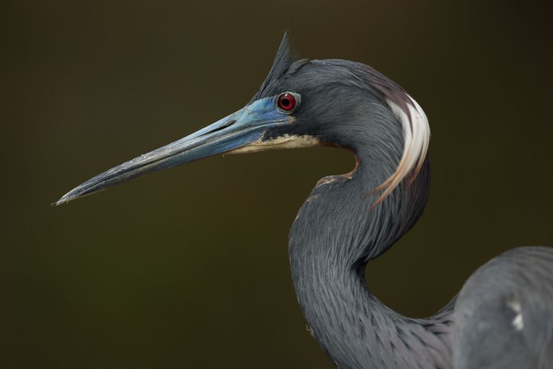 Tricolored Heron