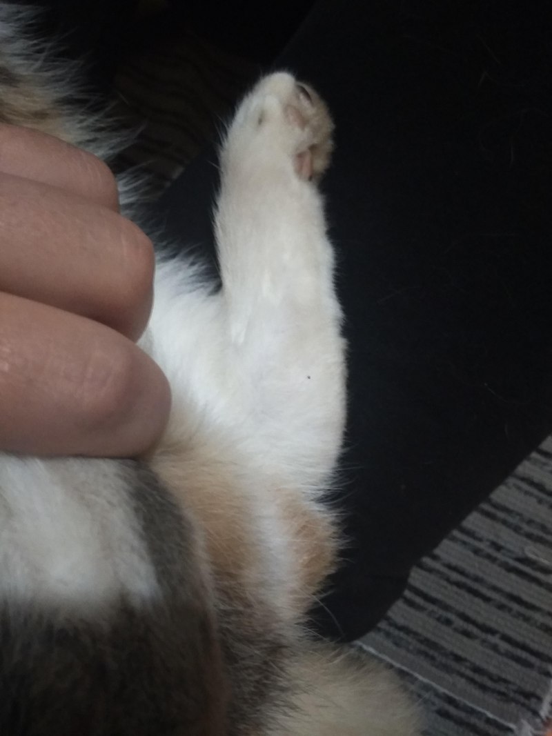 Опухла передняя лапа у кота