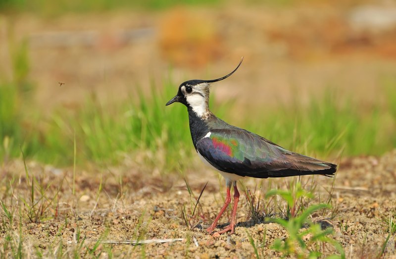 Чибис Vanellus Vanellus