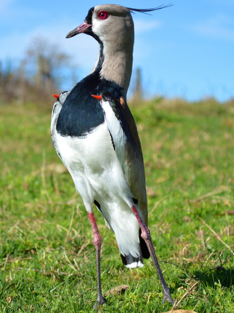 Чибис Vanellus Vanellus