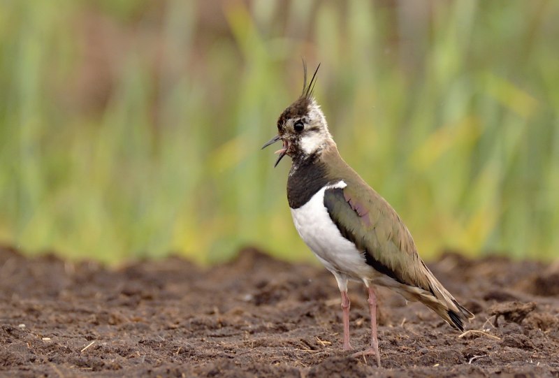 Чибис Vanellus Vanellus