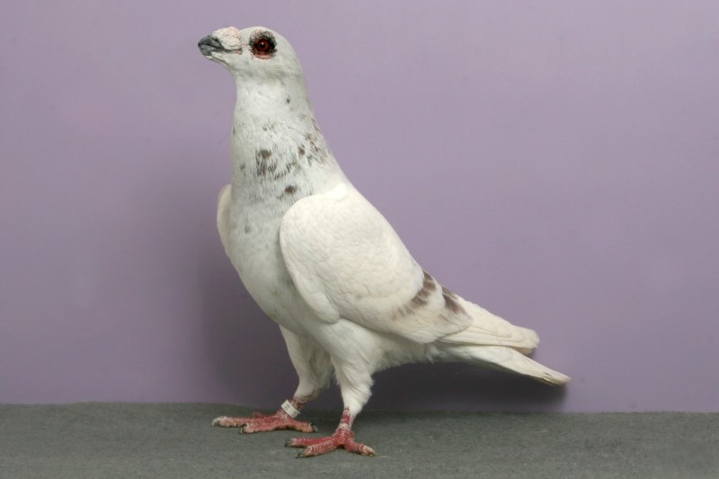 Породы почтовых голубей (54 фото)