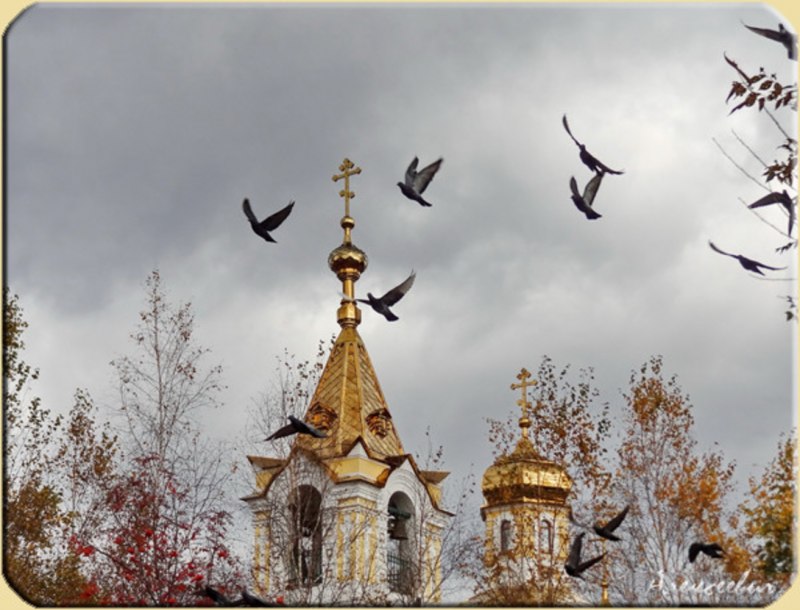 Птицы над храмом